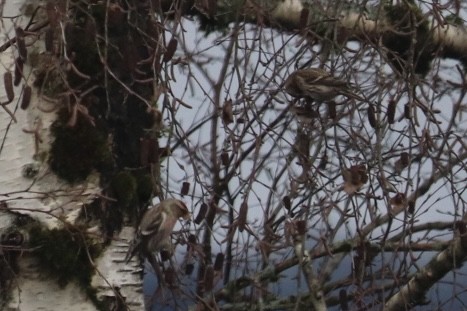 Common Redpoll - ML614121267