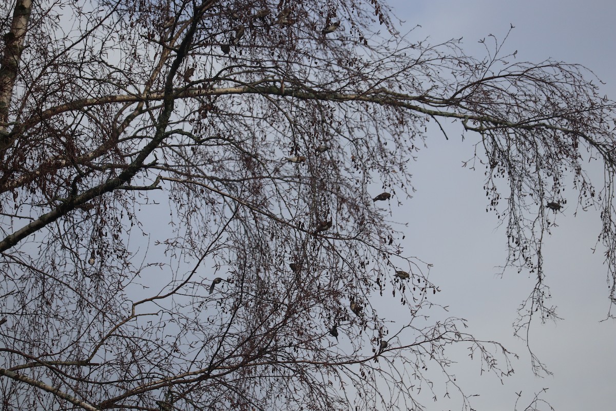 Common Redpoll - ML614121269