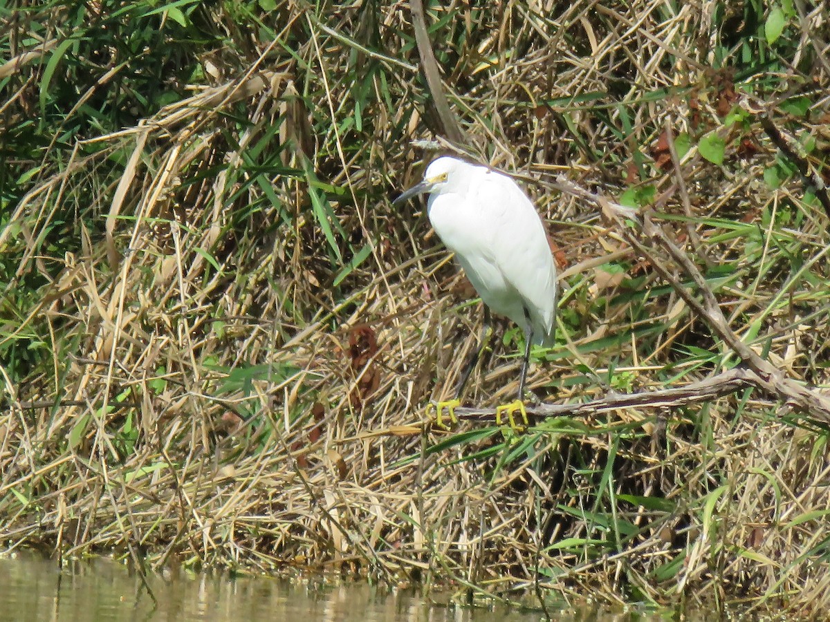 Snowy Egret - ML614121329