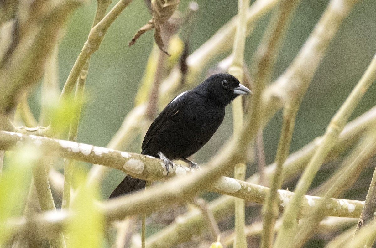 White-lined Tanager - ML614121388