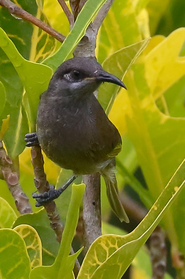 Dark-brown Honeyeater - ML614121403