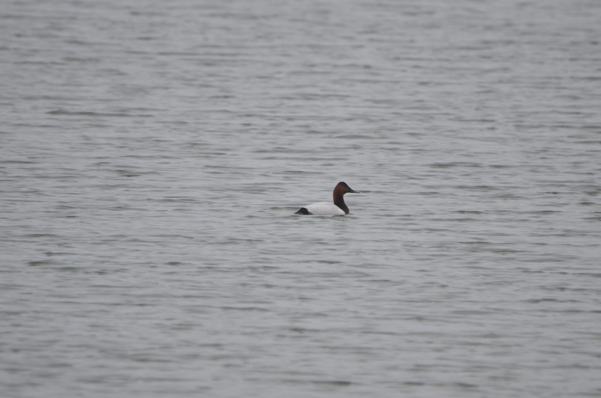 Canvasback - ML614121408