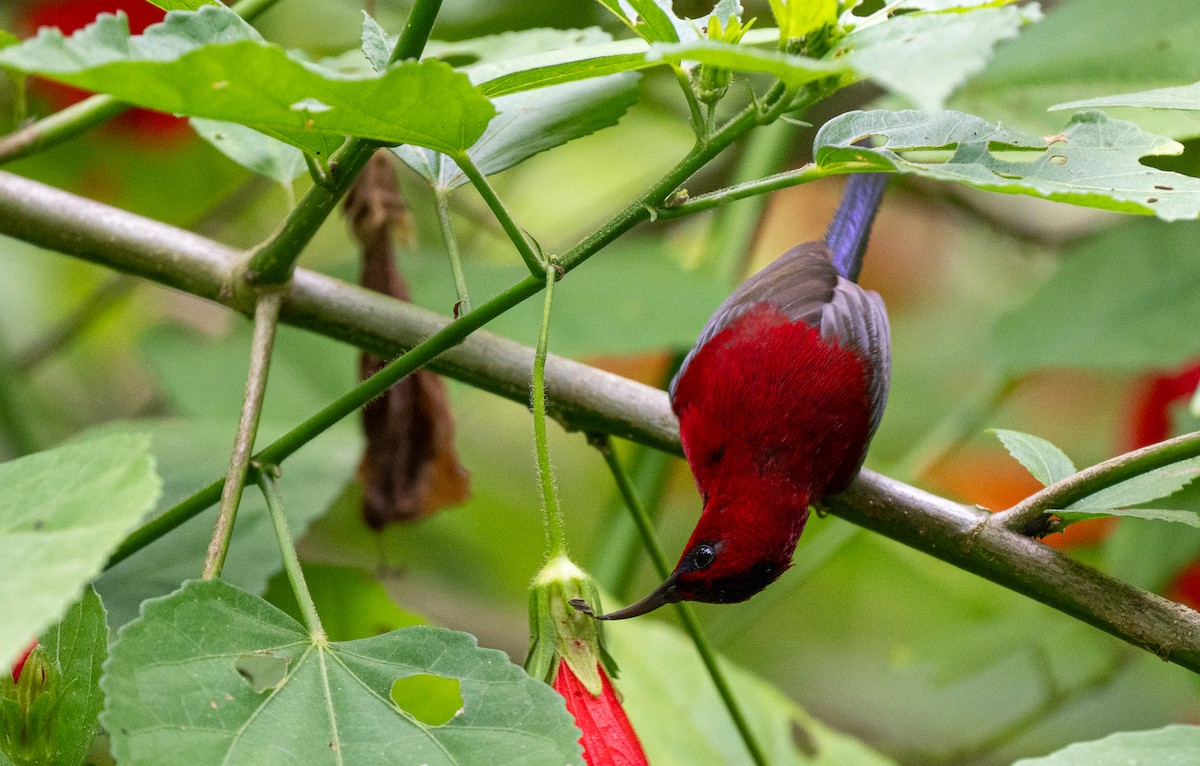 Javan Sunbird - Forest Botial-Jarvis