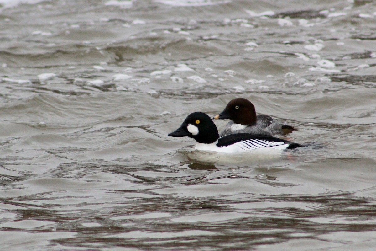 Common Goldeneye - ML614121442