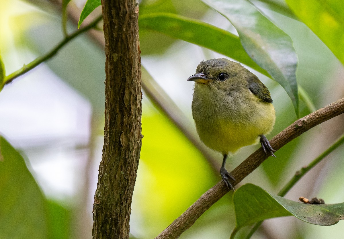 Orange-bellied Flowerpecker - ML614121471