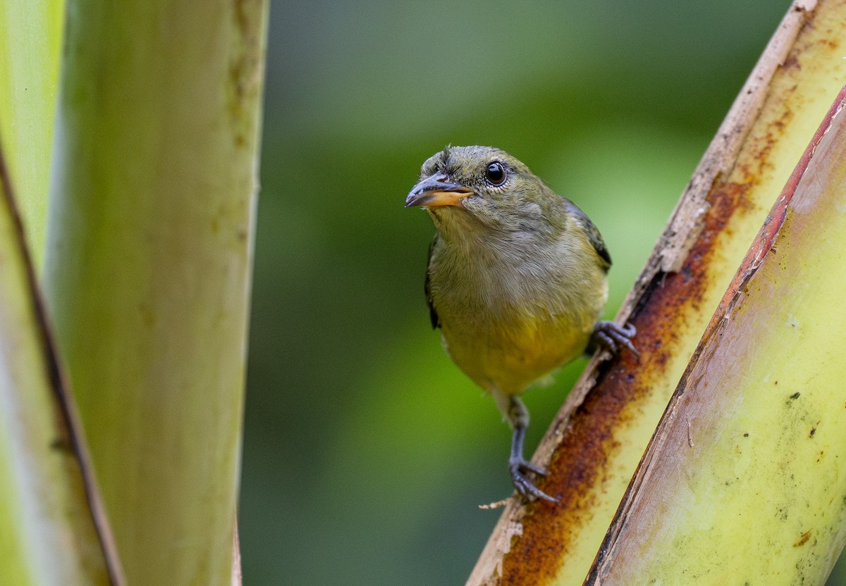 Orange-bellied Flowerpecker - ML614121476