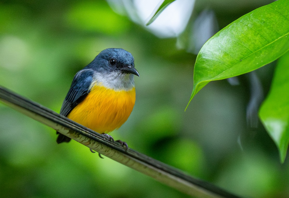 Orange-bellied Flowerpecker - ML614121477