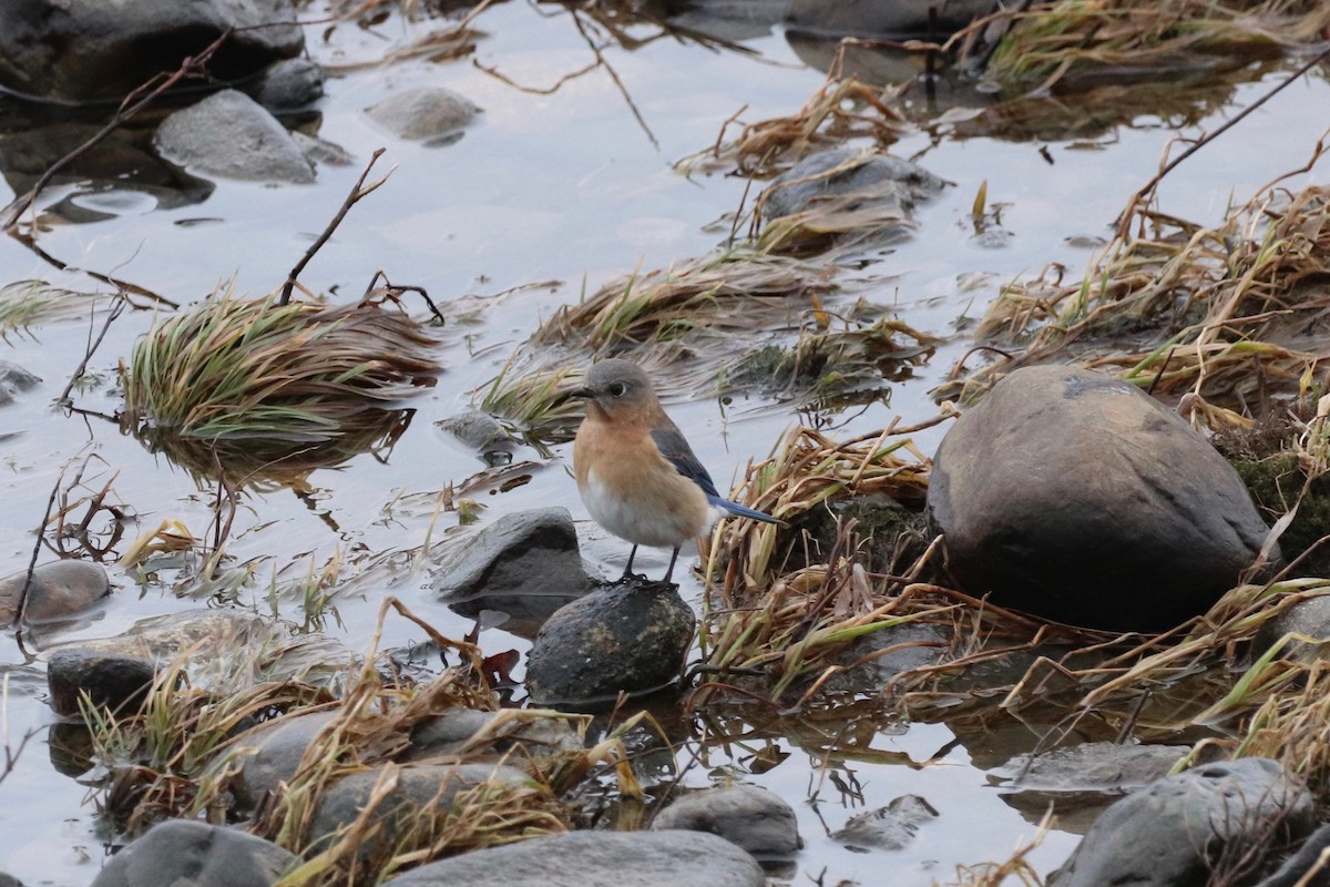 Eastern Bluebird - ML614121483