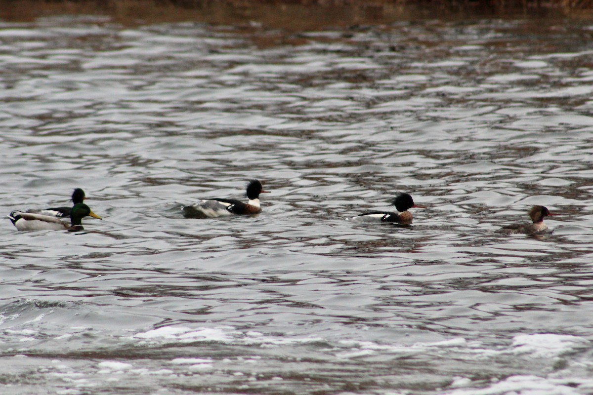 Red-breasted Merganser - ML614121485