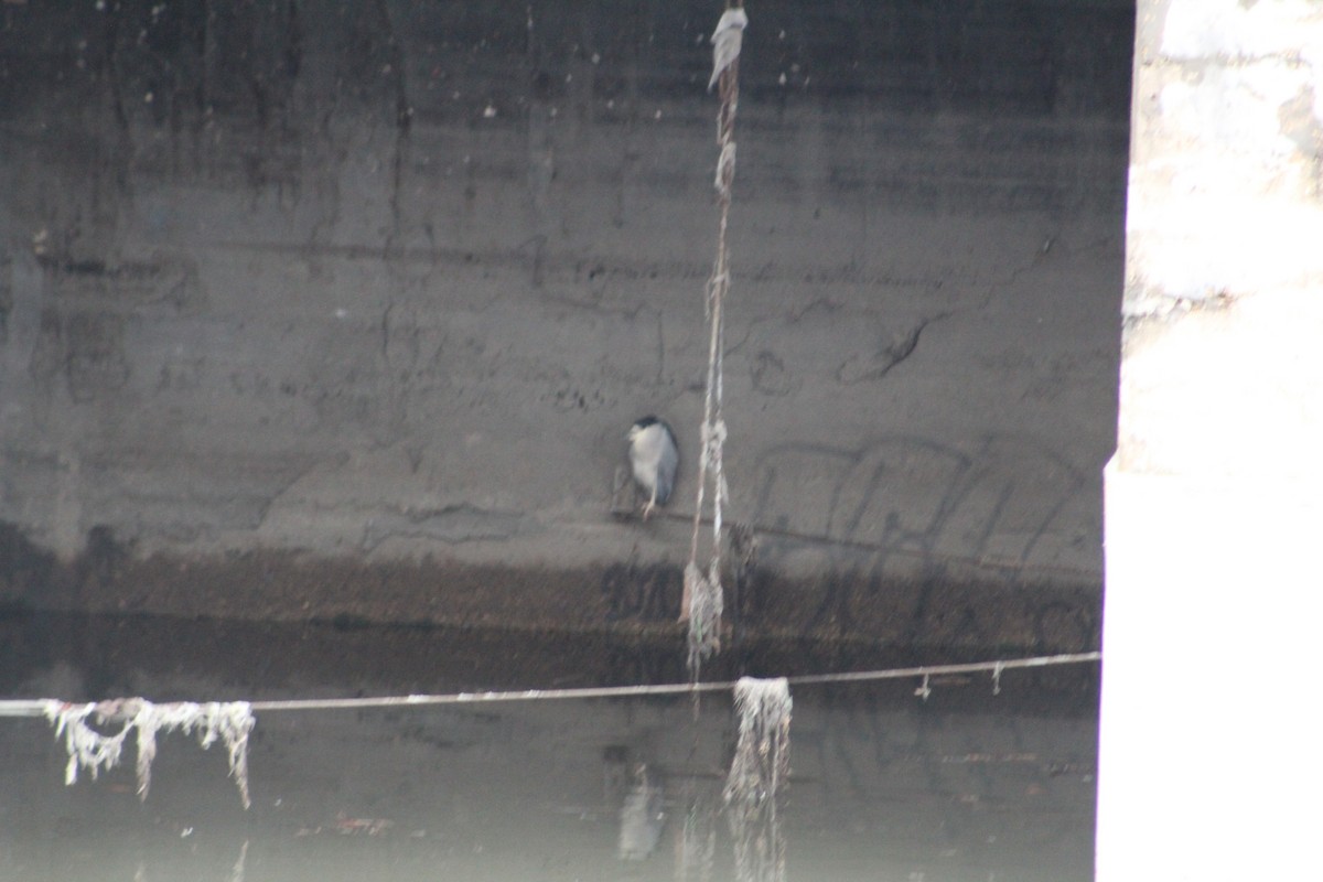 Black-crowned Night Heron - Geri Weinstock