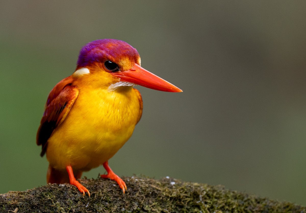 Rufous-backed Dwarf-Kingfisher - ML614121550