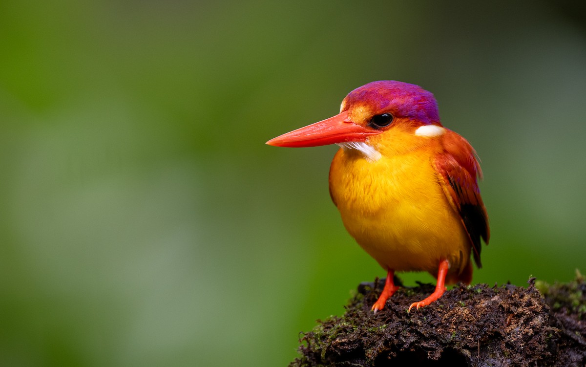 Rufous-backed Dwarf-Kingfisher - ML614121551