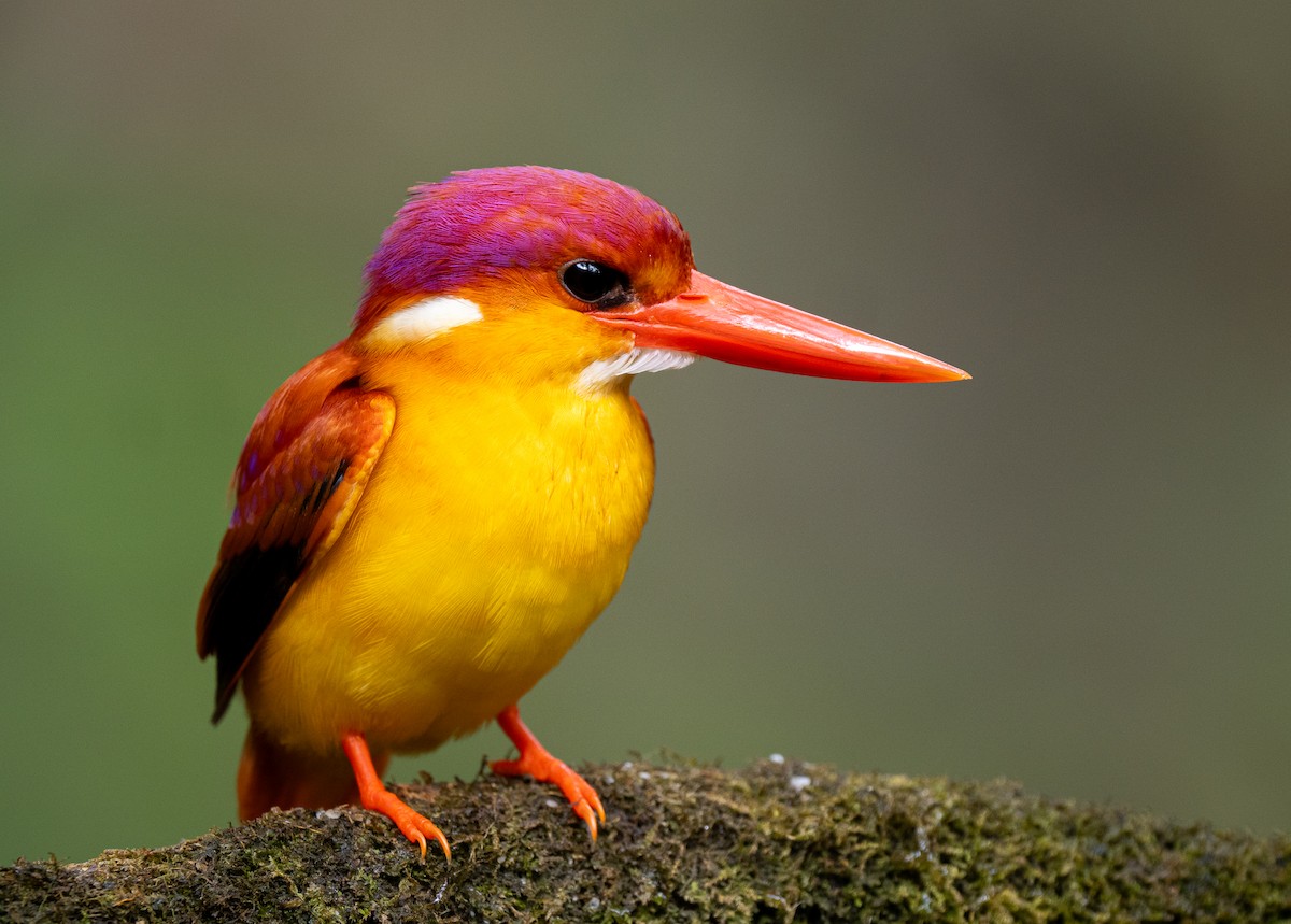 Rufous-backed Dwarf-Kingfisher - ML614121552