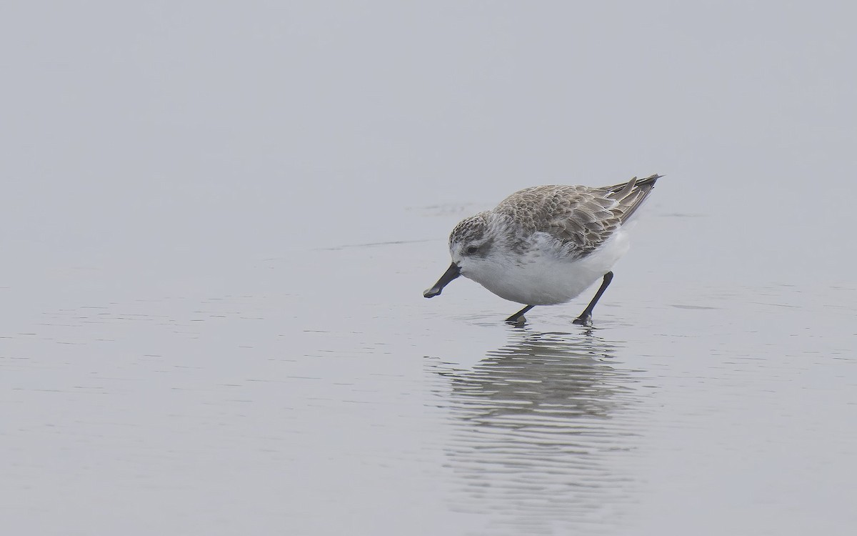 Spoon-billed Sandpiper - ML614121608