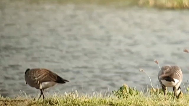 berneška malá (ssp. leucopareia) - ML614121710