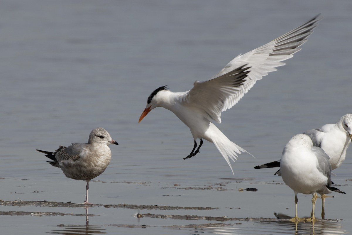 Short-billed Gull - Haim Weizman