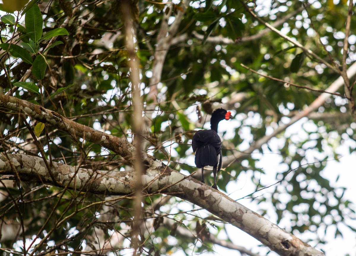 Wattled Curassow - ML614121863