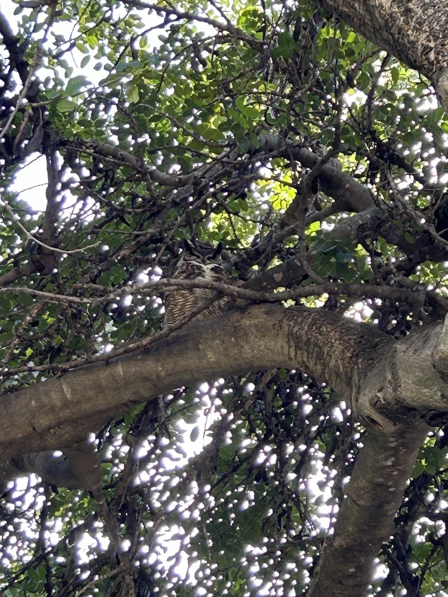 Virginiauhu - ML614121884