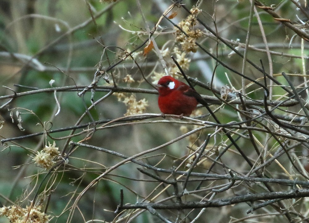 Red Warbler - ML614121935