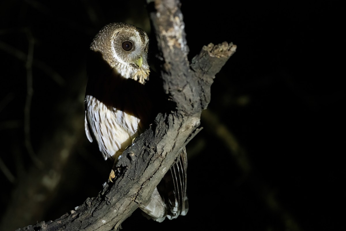 Mottled Owl - Adam Jackson