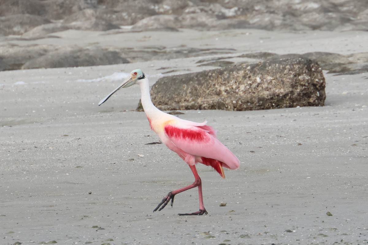 Roseate Spoonbill - ML614121972