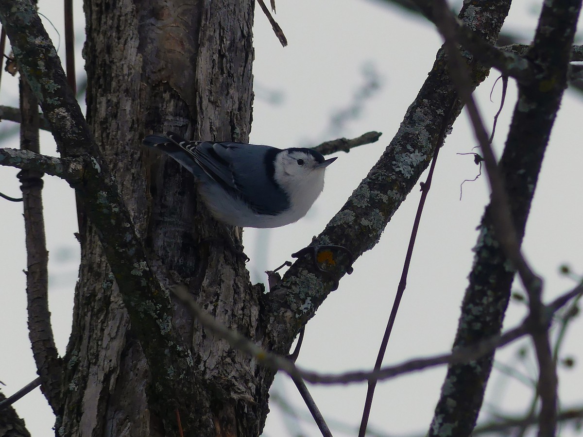 White-breasted Nuthatch - ML614122091