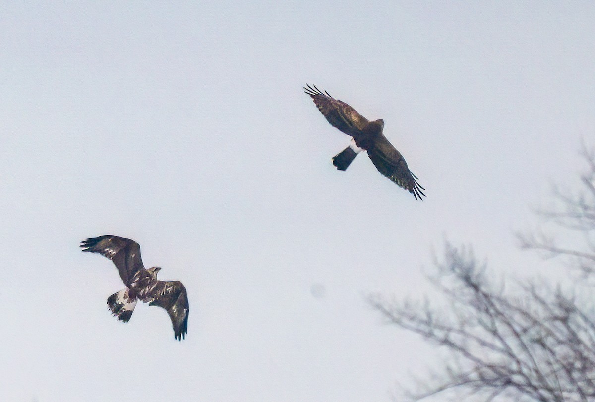 Northern Harrier - Christine Andrews