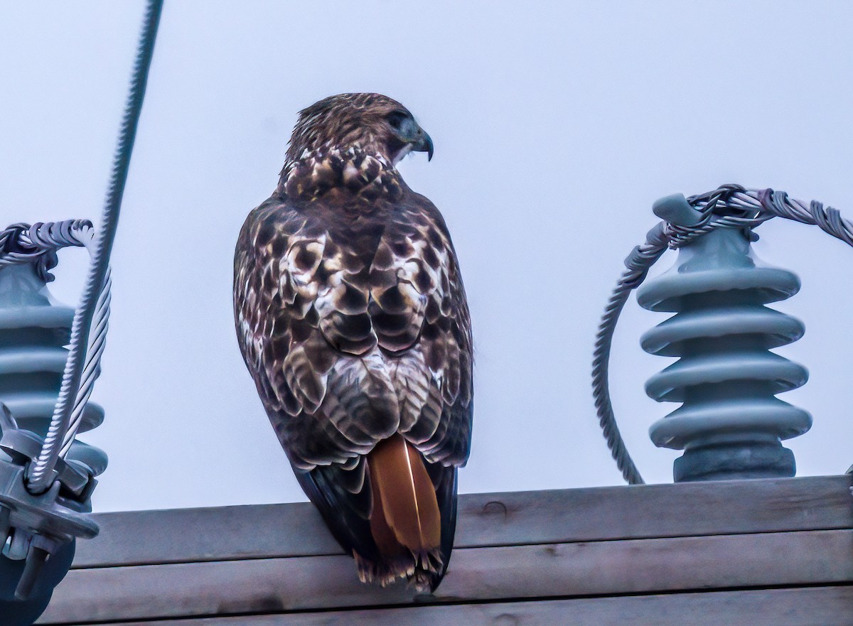 Red-tailed Hawk - Christine Andrews