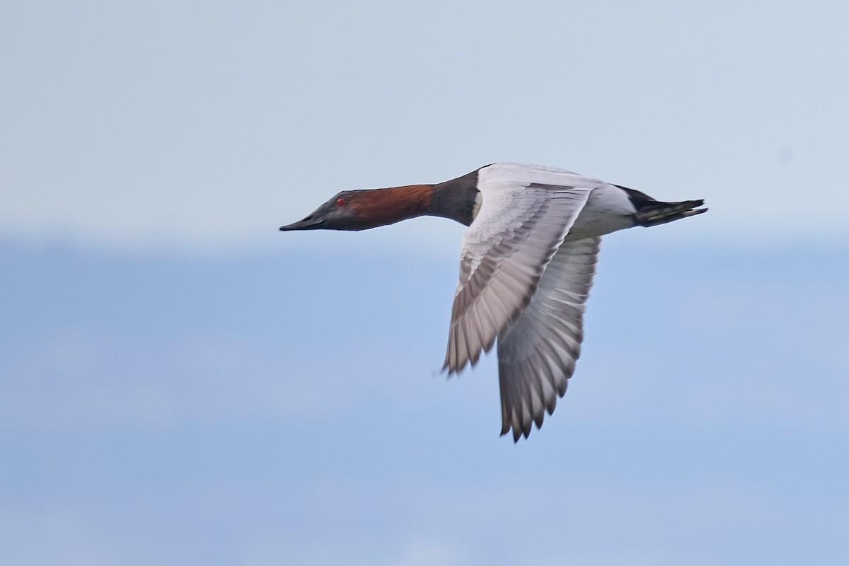 Canvasback - ML614122311