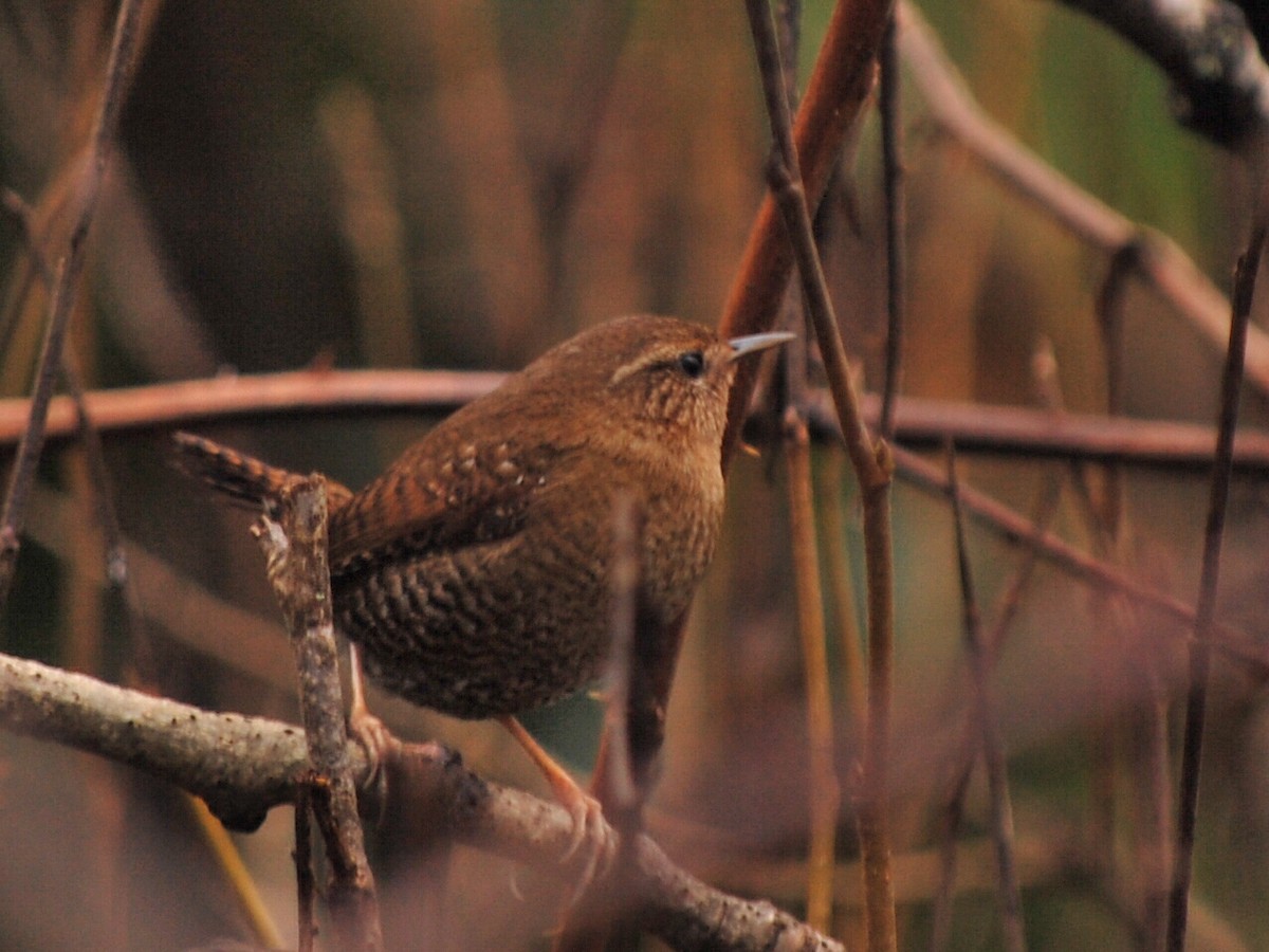 Pacific Wren - Edward L Nygren