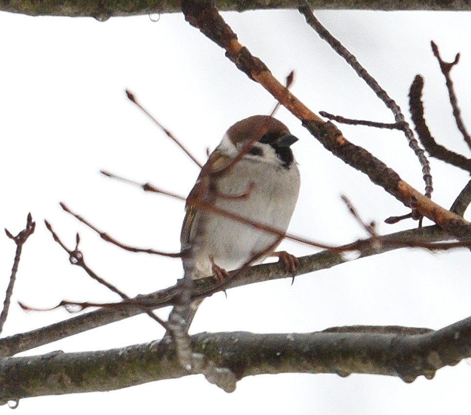 Eurasian Tree Sparrow - Margaret Hough