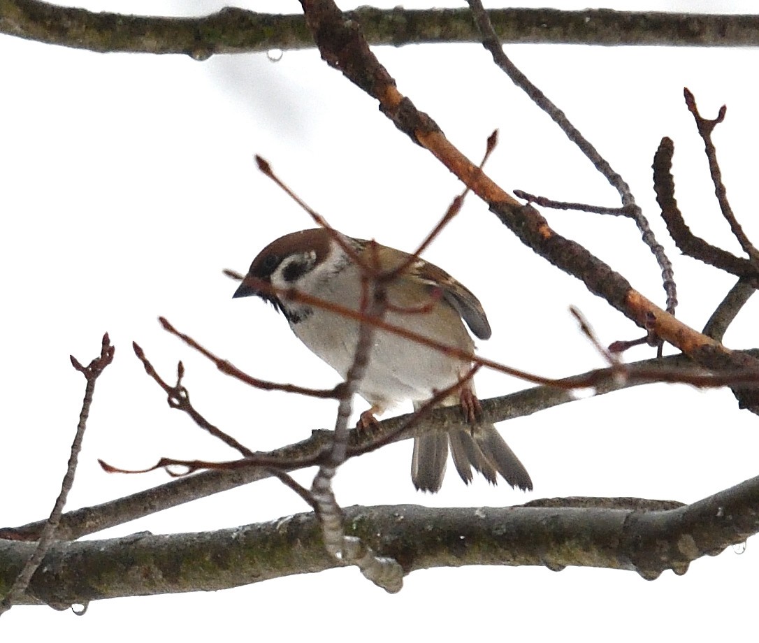 Eurasian Tree Sparrow - Margaret Hough