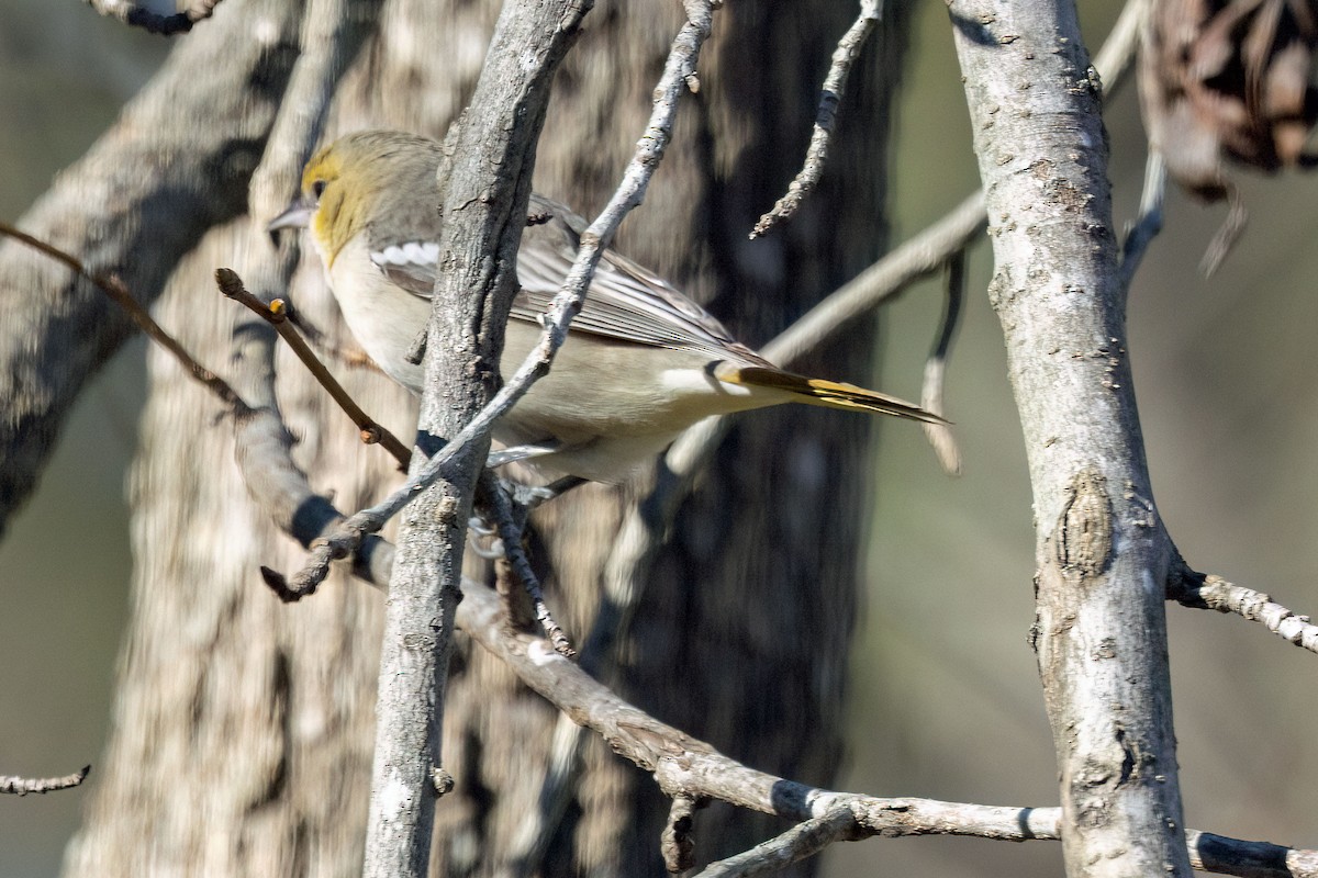 Bullock's Oriole - ML614122439