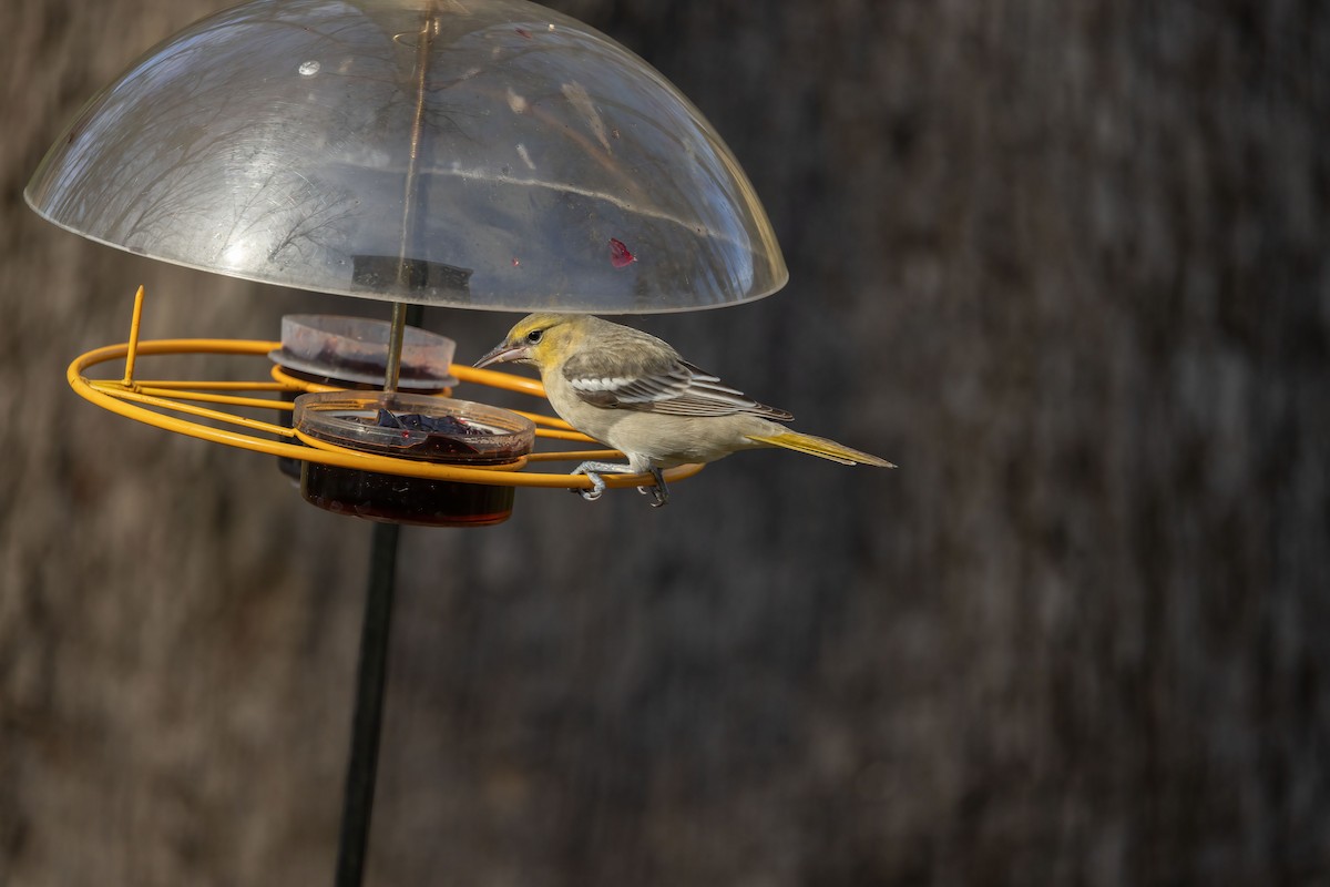 Bullock's Oriole - Reuben Rohn