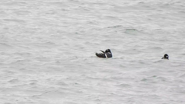 Harlequin Duck - ML614122454