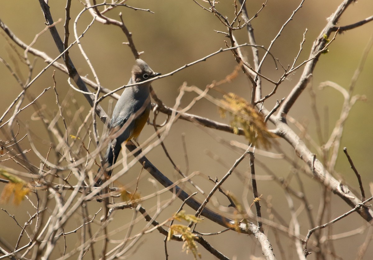 Gray Silky-flycatcher - ML614122613