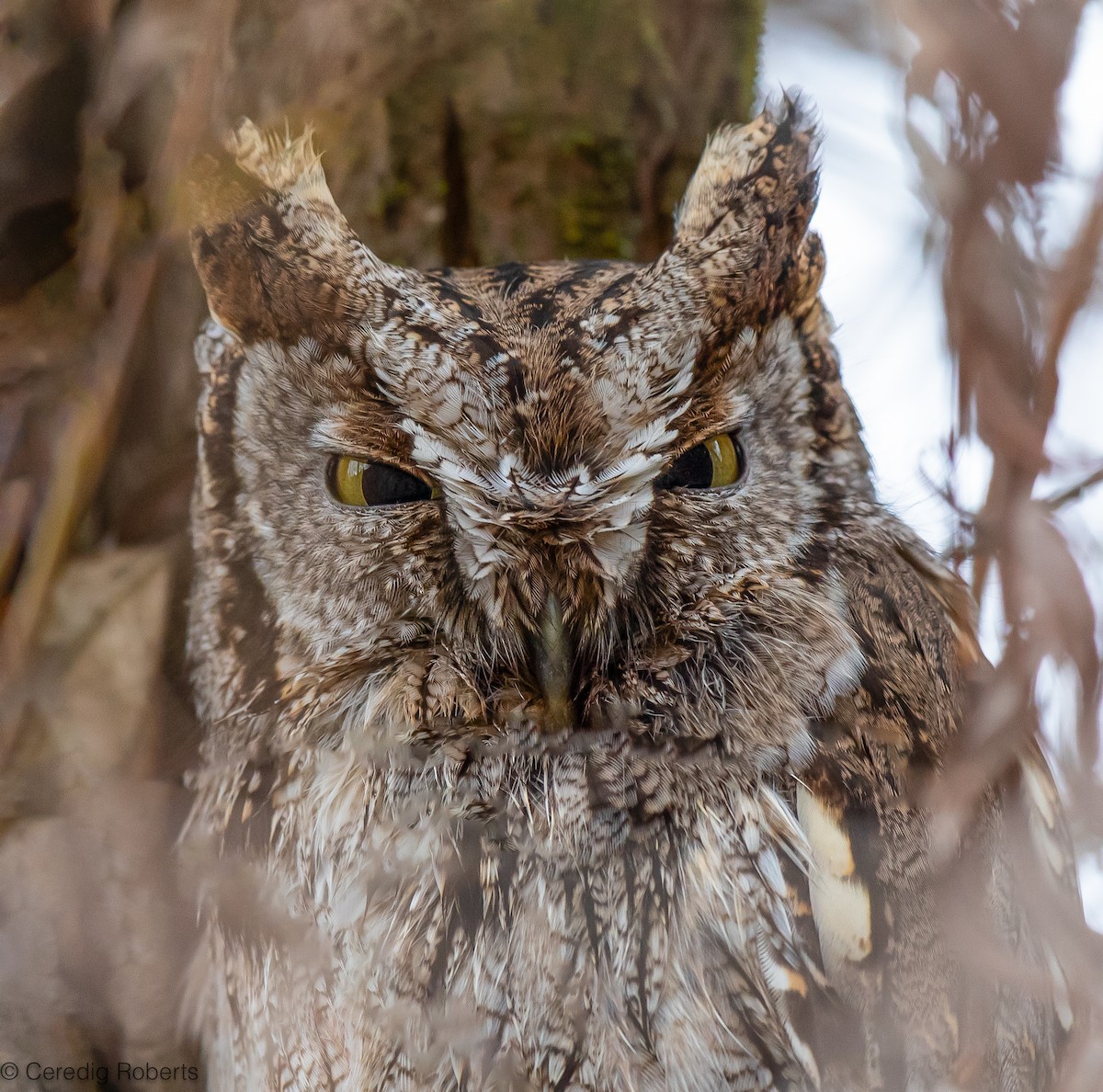 Western Screech-Owl - ML614122656