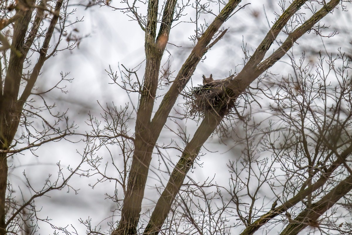 Great Horned Owl - Christine Andrews