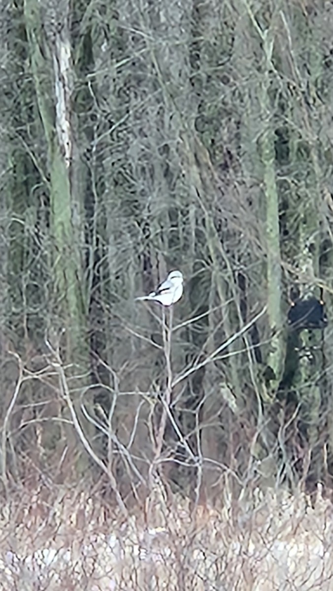 Antzandobi boreala - ML614122823