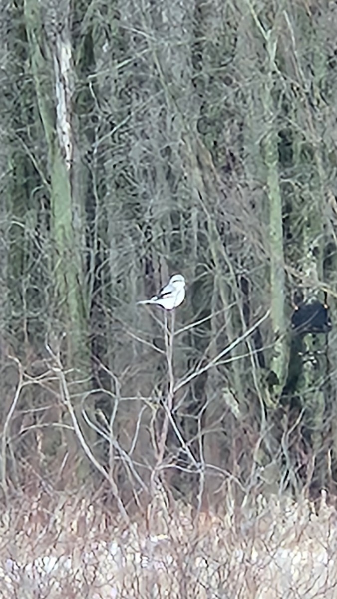 Northern Shrike - ML614122823