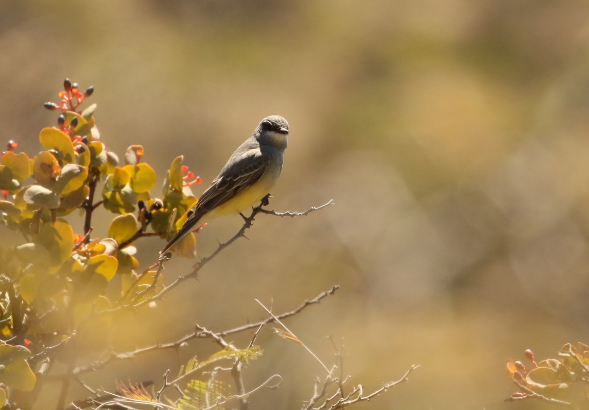 Cassin's Kingbird - ML614122837