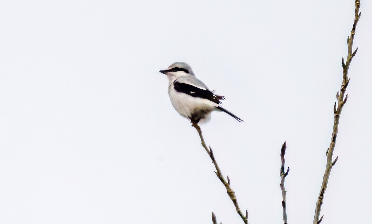 Northern Shrike - Christine Andrews