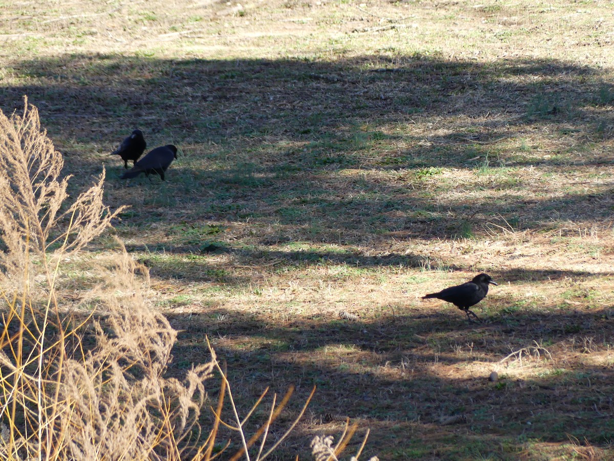 American Crow - ML614122882