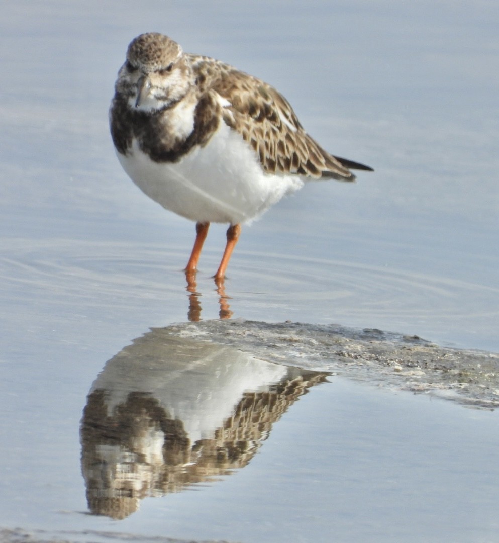 Ruddy Turnstone - ML614122902