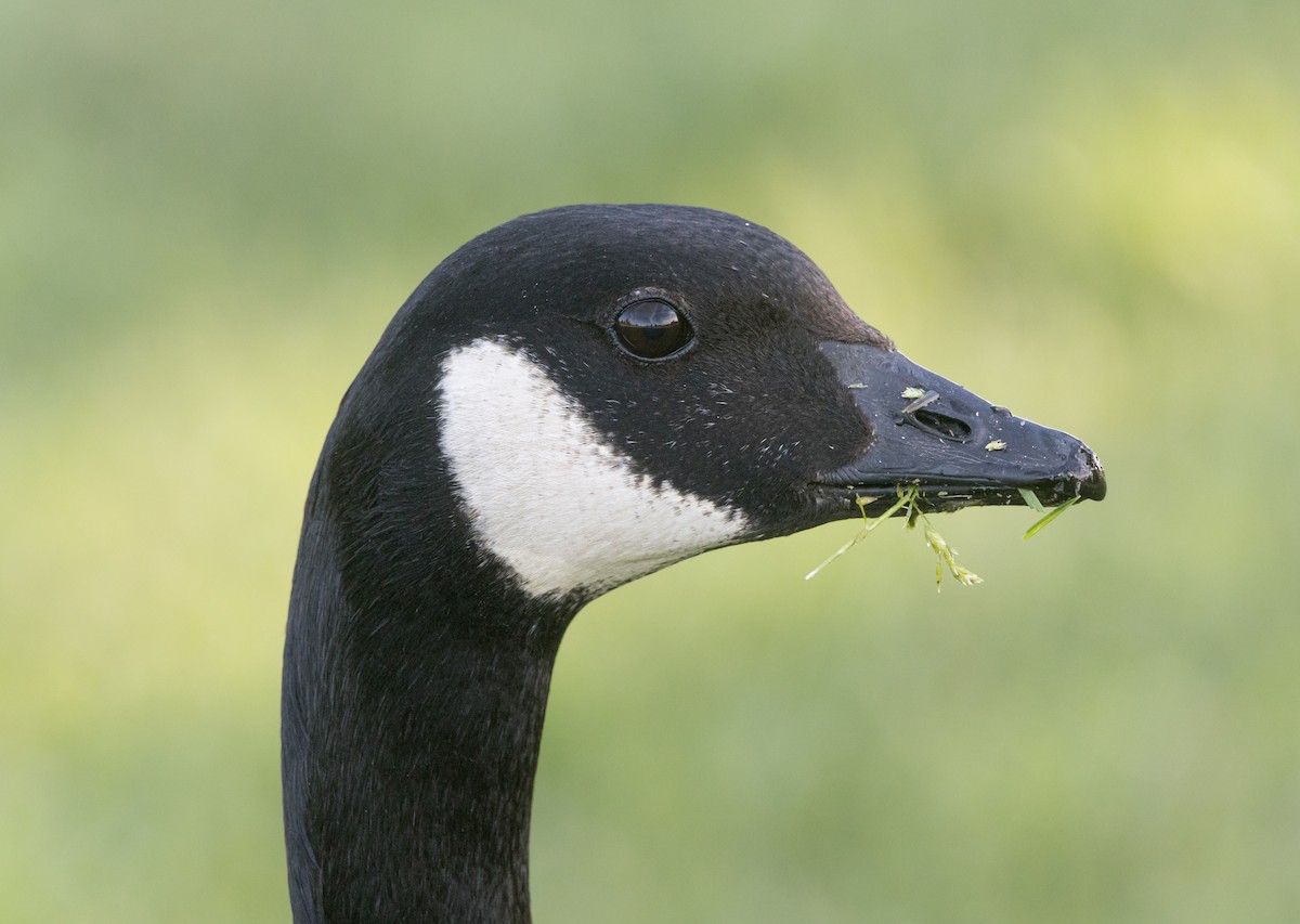 Cackling Goose - ML614123001