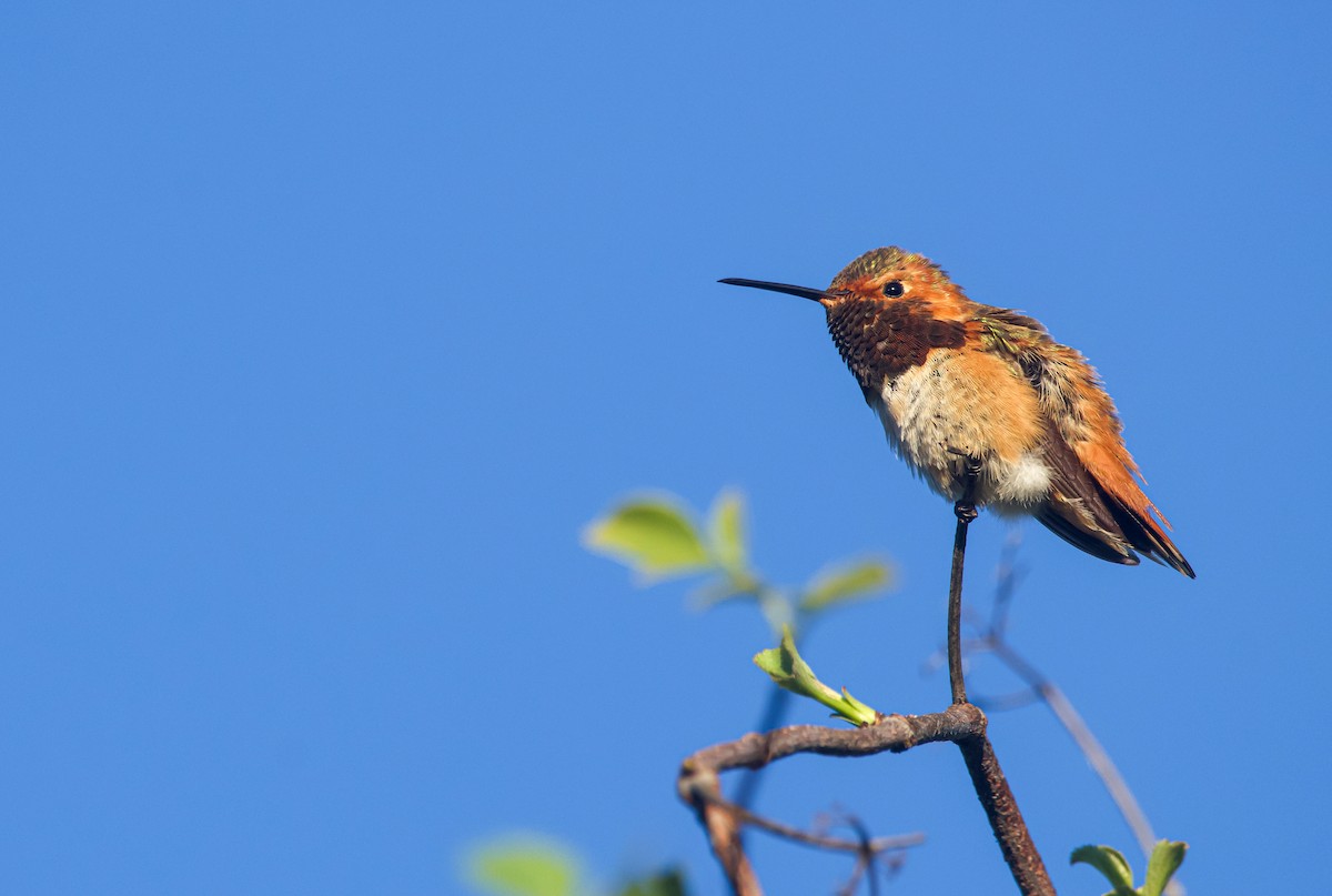 Allen's Hummingbird - Braxton Landsman