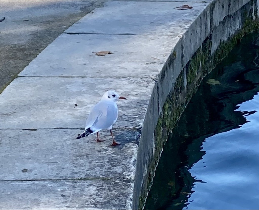 Black-headed Gull - ML614123031