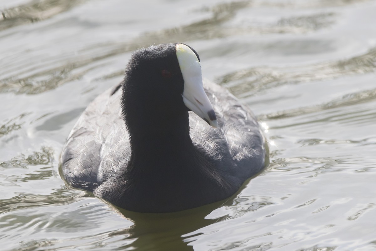 American Coot (White-shielded) - ML614123037