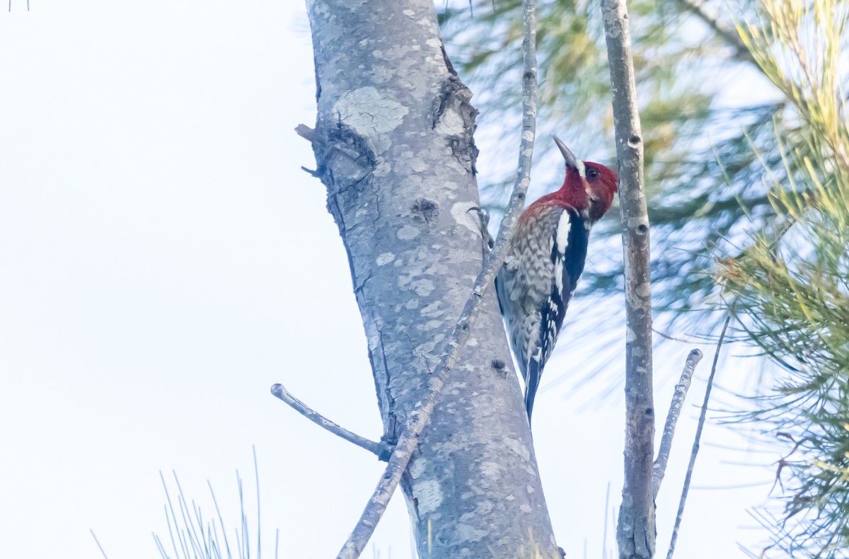 Red-breasted Sapsucker - ML614123071