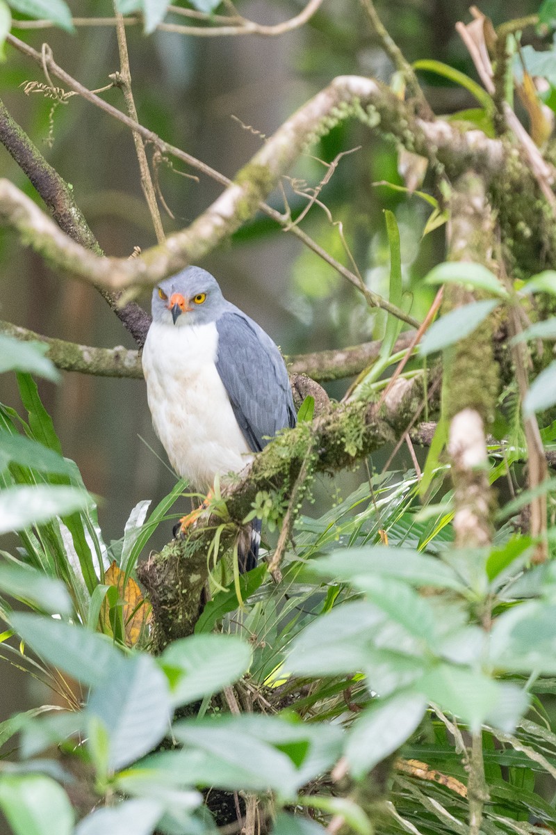 Semiplumbeous Hawk - ML614123091